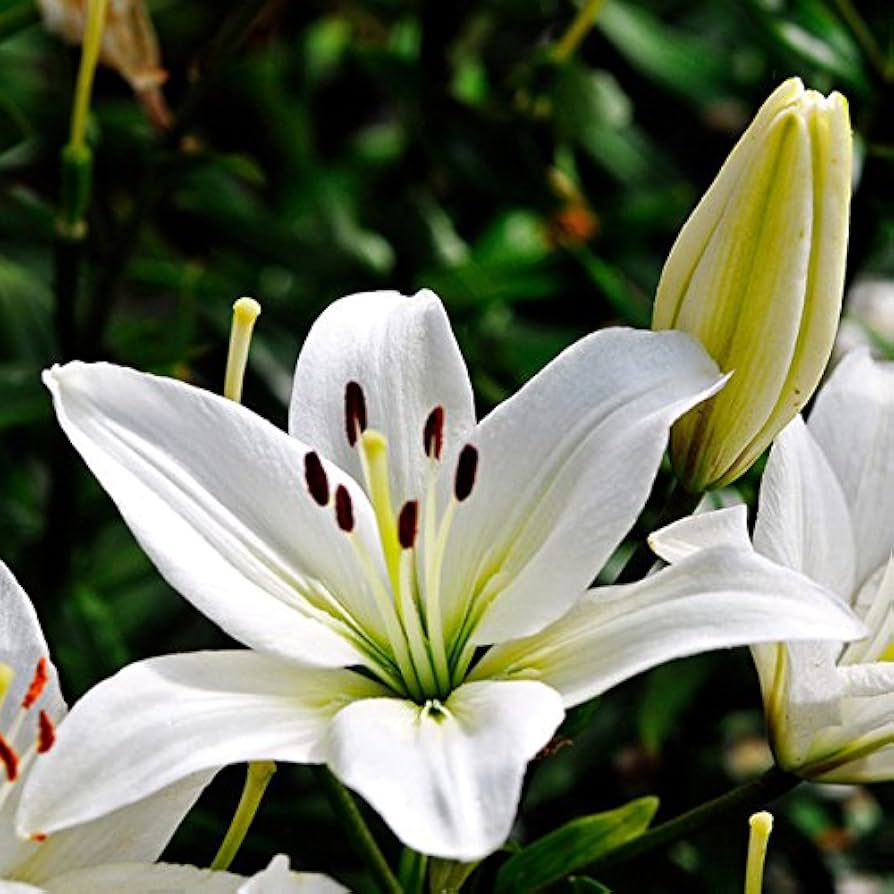 Blue Heart Lily seeds growing into elegant, heart-shaped blooms with striking blue hues, perfect for exotic flower gardens